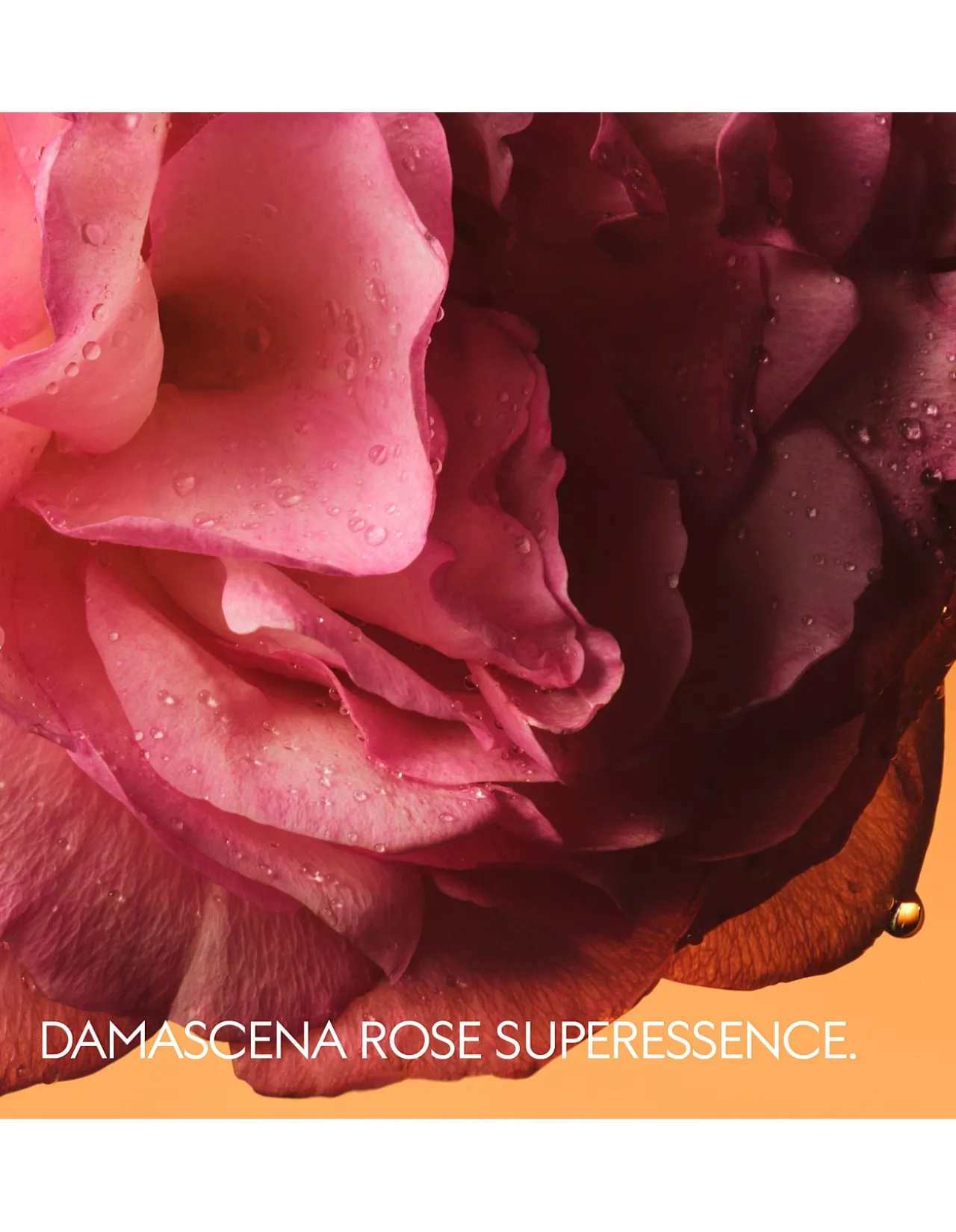 The Alchemist's Garden Rosa Sublime Eau de Parfum Unisex 50ml
